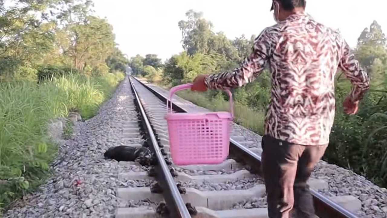 Cane sui binari del treno