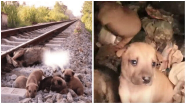 Cucciolini allontanati dai binari del treno