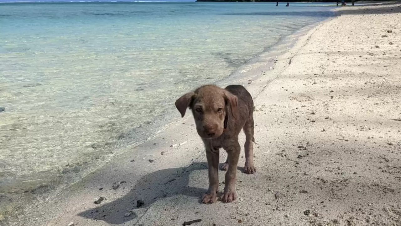 Cagnolino abbandonato