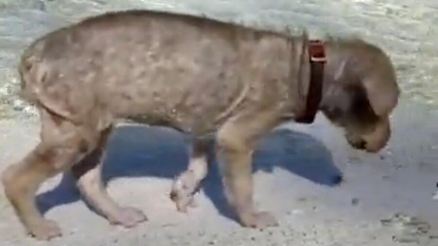 Cucciolo di cane in spiaggia