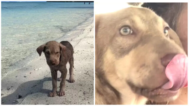 Era in spiaggia, solo e senza speranza: poi, per questo cucciolo di cane tutto è cambiato