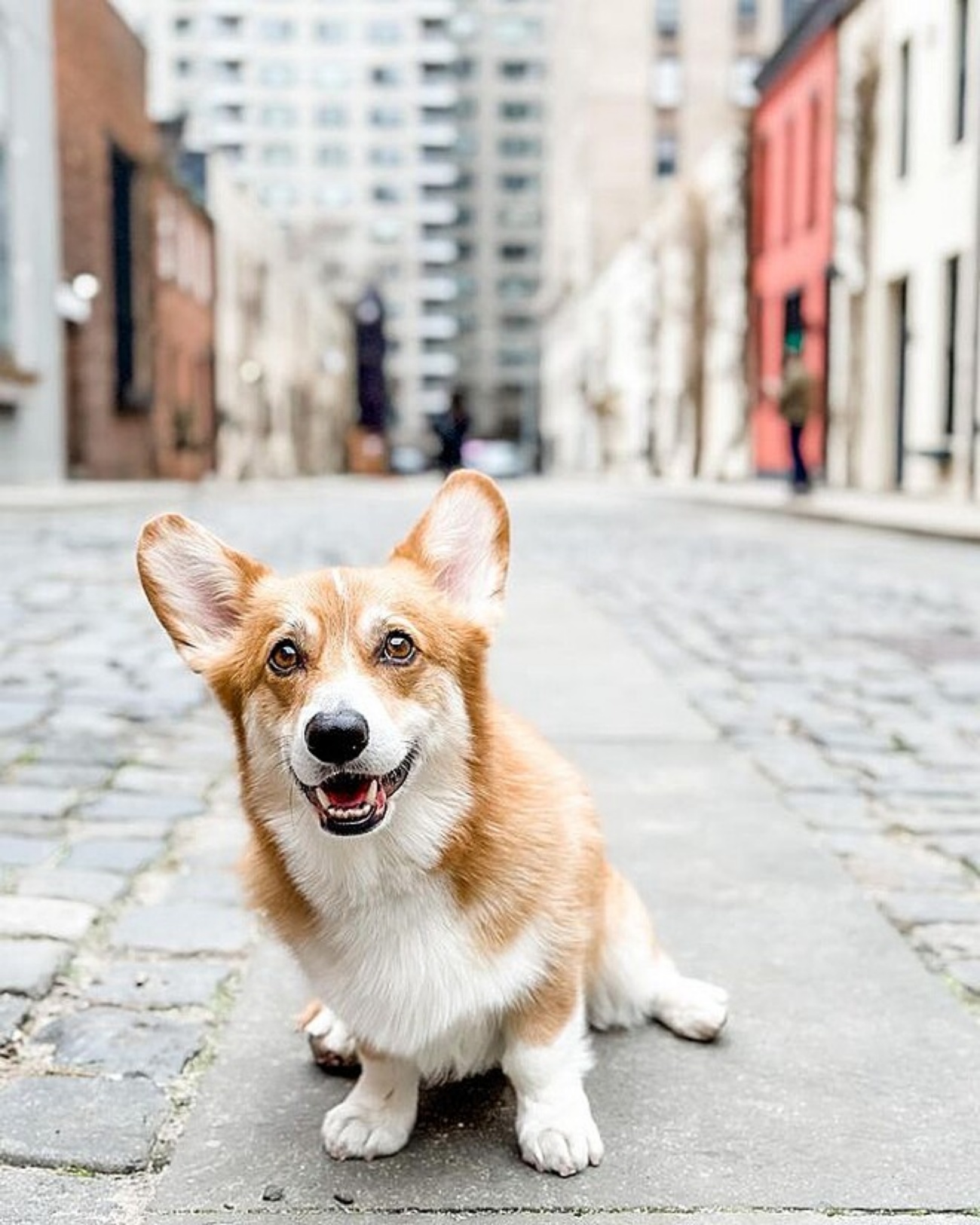 corgi