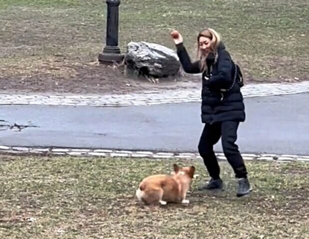 Il cane va ogni giorno al parco e costringe gli estranei a giocare a palla con lui