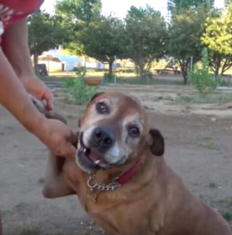 Decidono di trasferirsi altrove, ma lasciano il cane anziano: per lui non c’era più posto