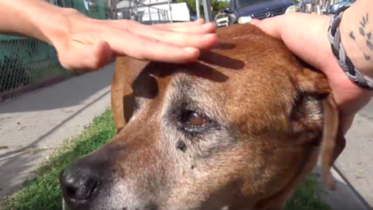 Il povero cane triste piange