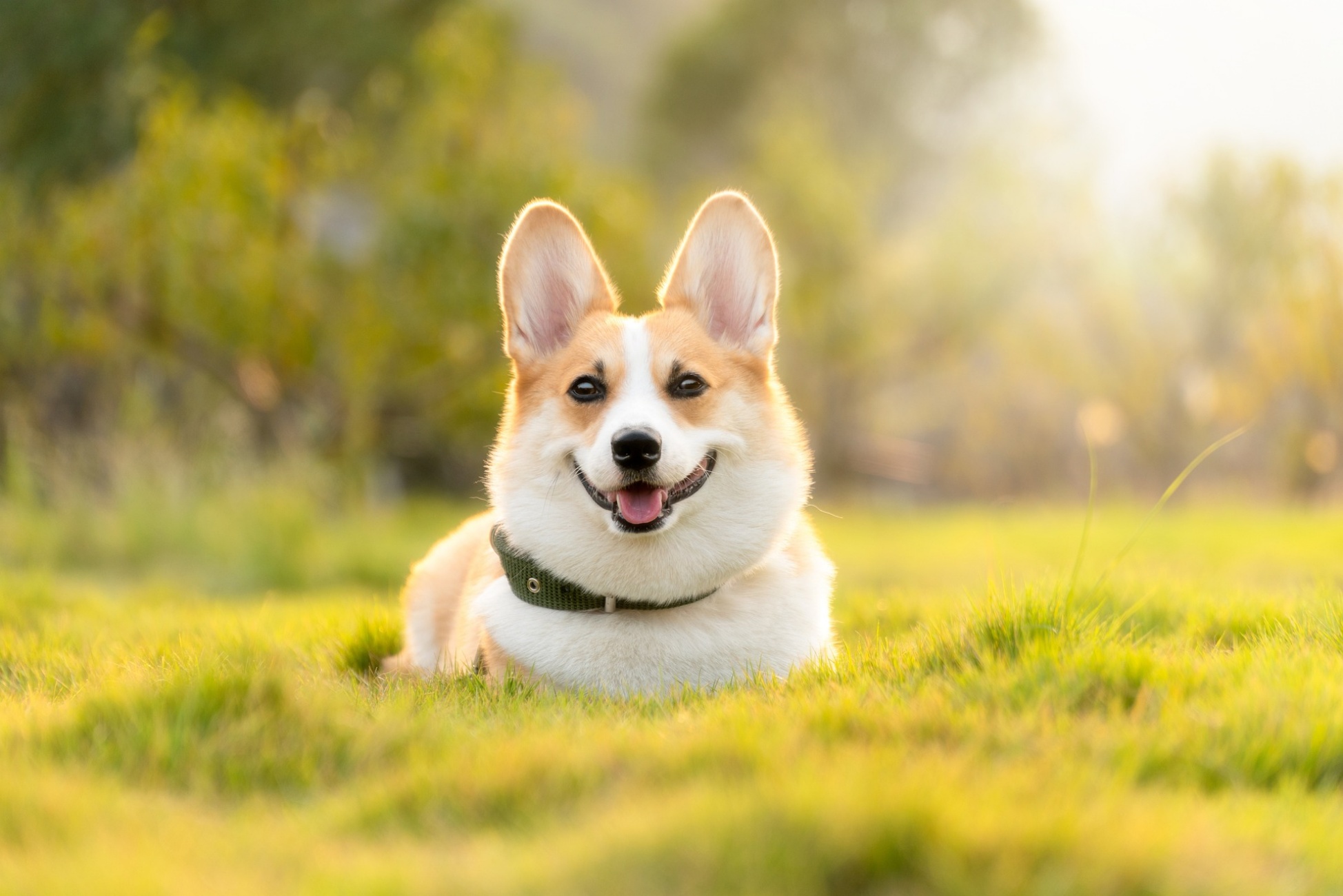 cane sul prato