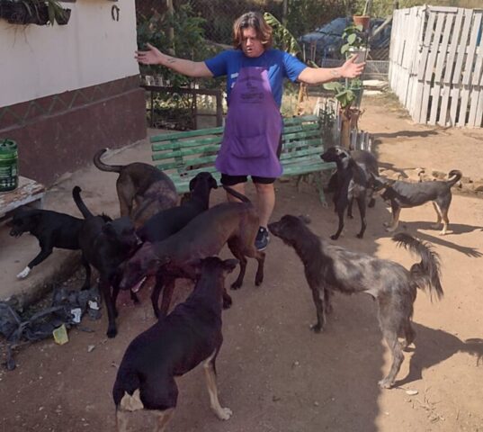 Donna raccoglie fondi e porta i cani che ha salvato a 3000 km di distanza per trovargli una nuova casa