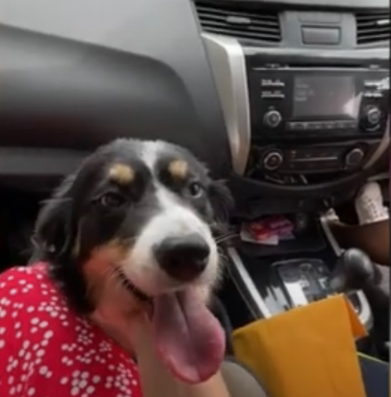 Cane a bordo dell’auto
