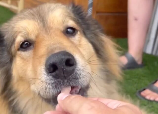 Due ragazzi molto coraggiosi salvano un cane abbandonato per strada (VIDEO)