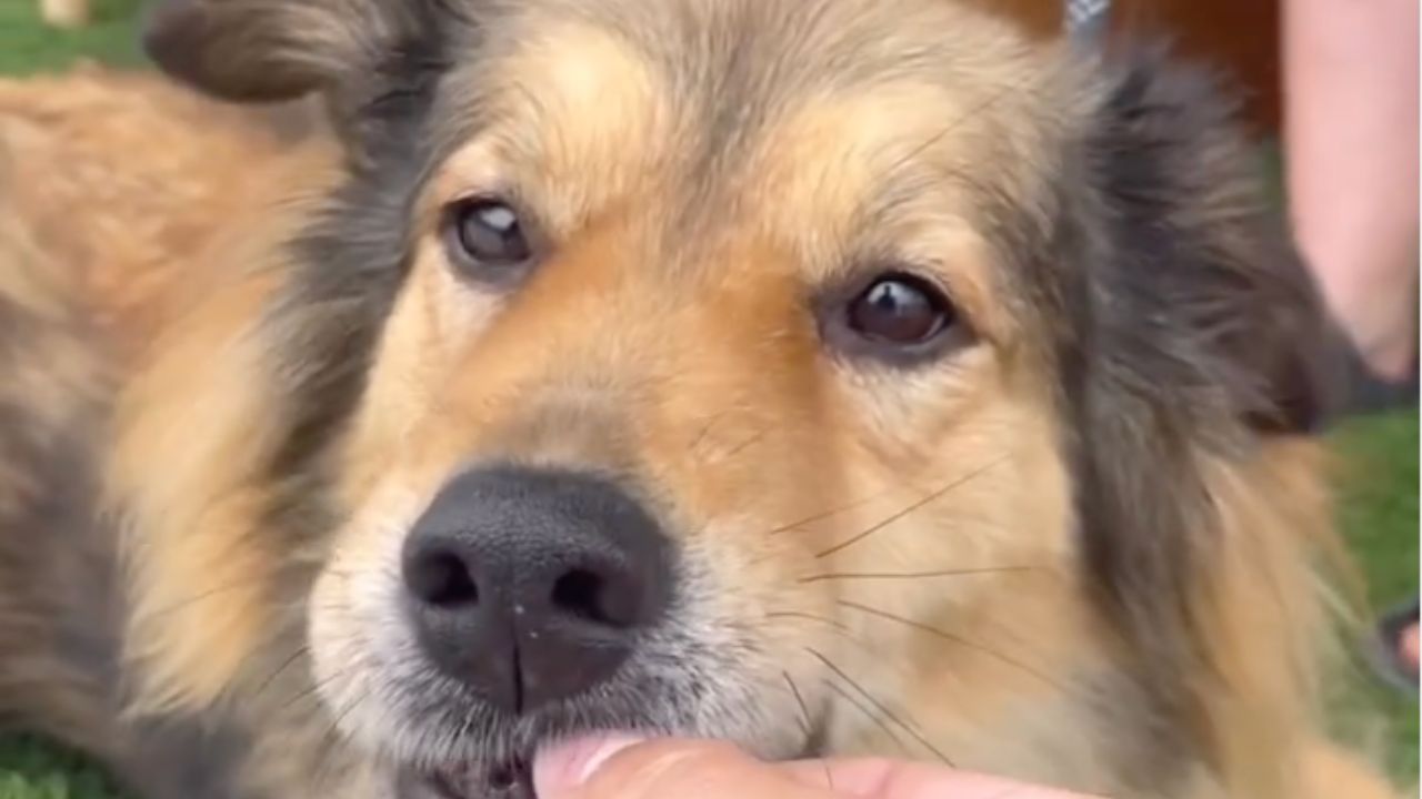 ragazzi salvano un cane