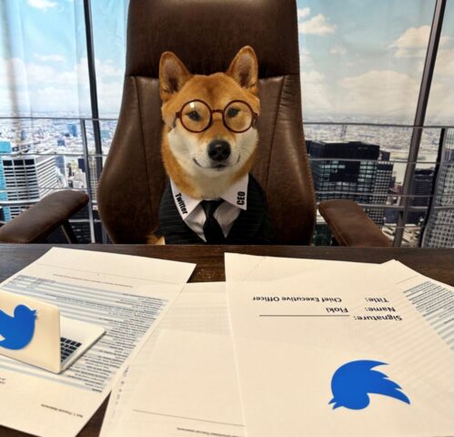 Floki, il cane di Elon Musk è diventato CEO di Twitter