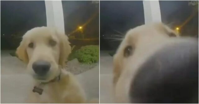 Golden Retriever dopo essere scappato di casa annuncia il suo ritorno suonando campanello