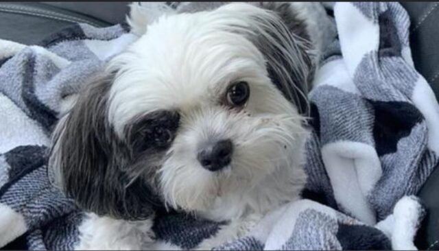 Salva per miracolo: questa cagnolina stava soffocando, ma la toelettatrice è intervenuta subito
