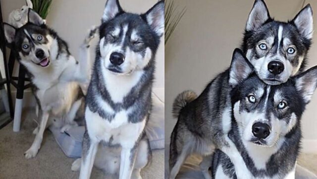 Blue e Titan: Husky intelligenti che hanno una posa perfetta per i selfie