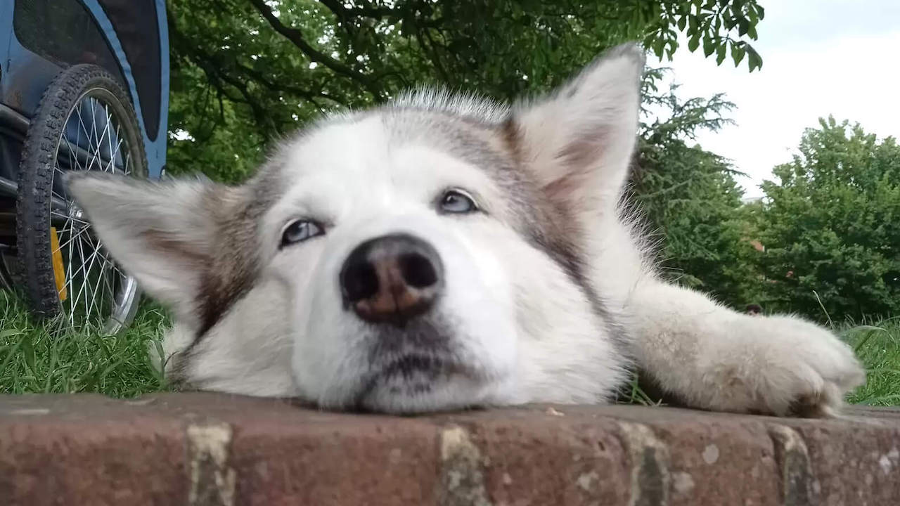 Husky appoggia il muso al muretto