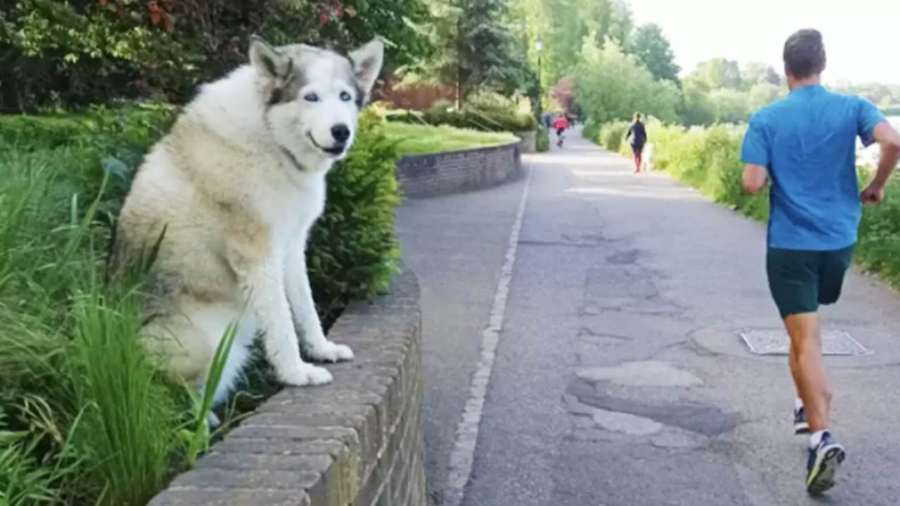 Husky attende il padrone