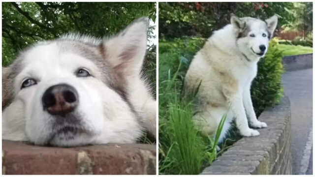 L’Husky anziano aspetta pazientemente che gli vengano fatte delle coccole: sta nello stesso posto, giorno dopo giorno