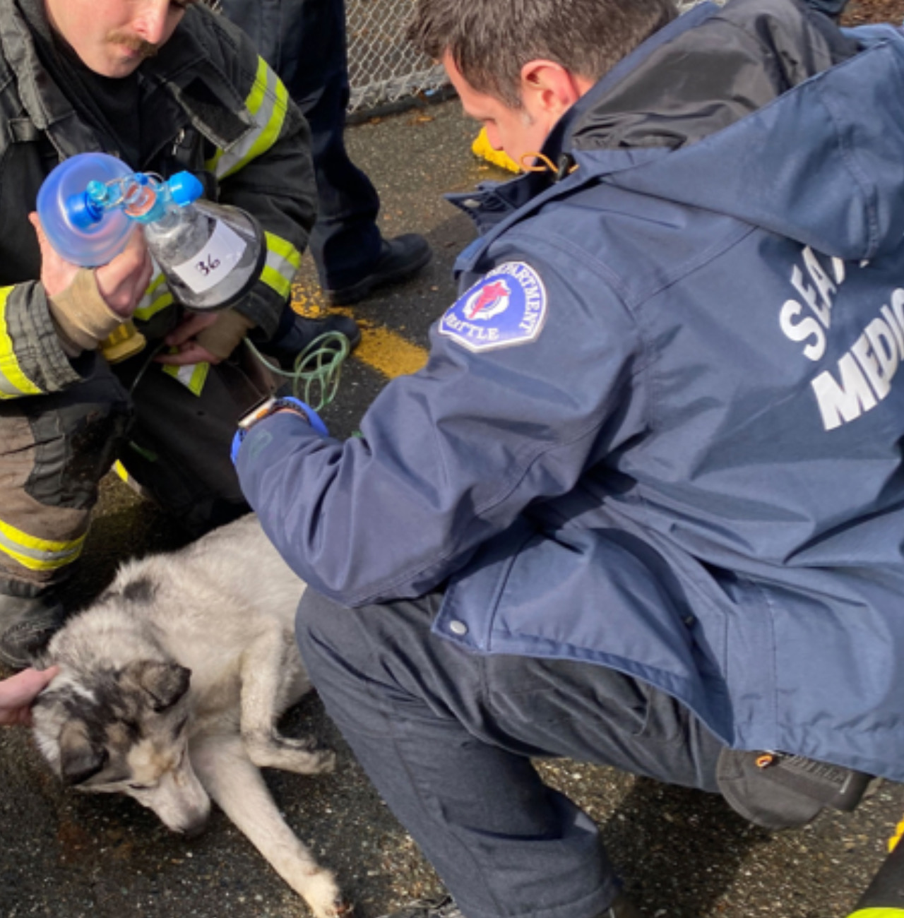 Vigili del fuoco aiutano il cane