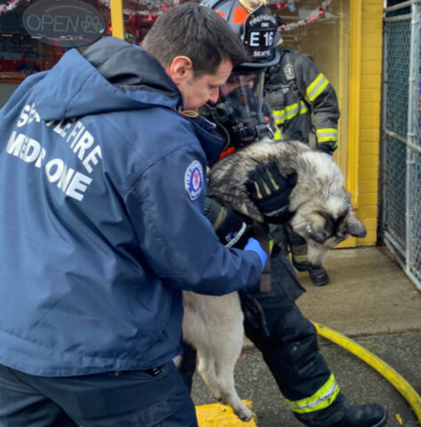 I Vigili del Fuoco di Seattle hanno salvato ben 115 cani da un incendio