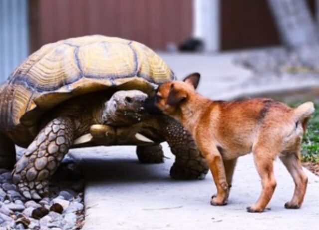 I tre minuscoli cuccioli di cane trovano conforto e amore in un’amica speciale: una tartaruga gigante