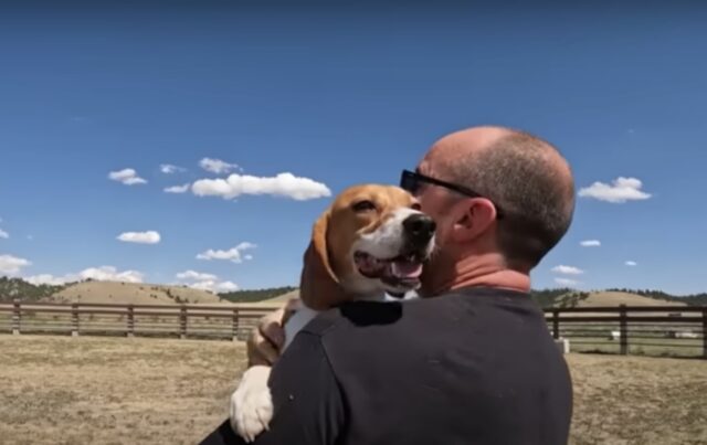 Il Beagle nato in un laboratorio non faceva altro che piangere quando lo hanno portato al rifugio