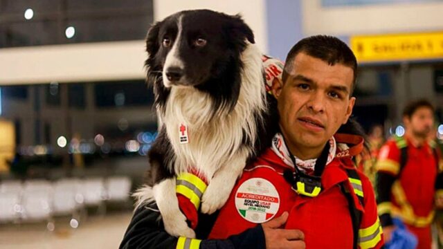 Il Messico invia i suoi cani “famosi” per aiutare nella ricerca e nel salvataggio dei sopravvissuti in Turchia e Siria