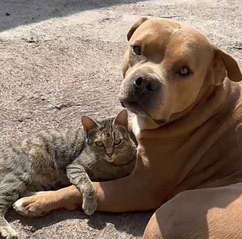 Il Pitbull decide di prendersi cura di una gatta incinta e diventa il papà adottivo dei gattini