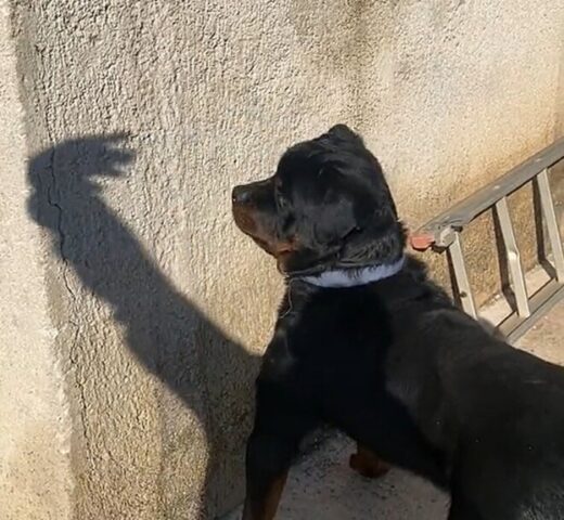 Il Rottweiler ha una strana reazione quando vede delle ombre sul muro