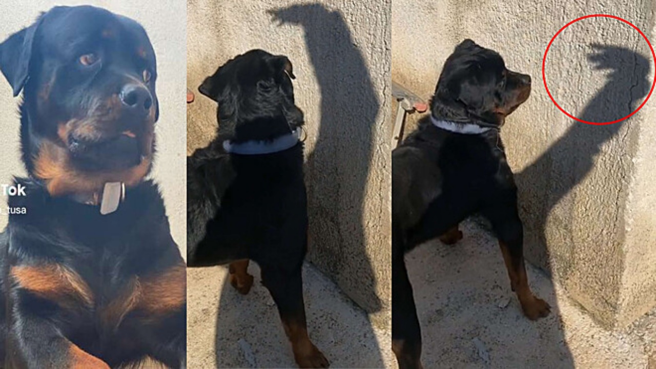 Rottweiler e ombra