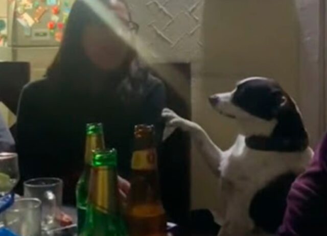 Il cagnolino accompagna la sua padrona a una festa, ma non gli piace e prova a farla andare via