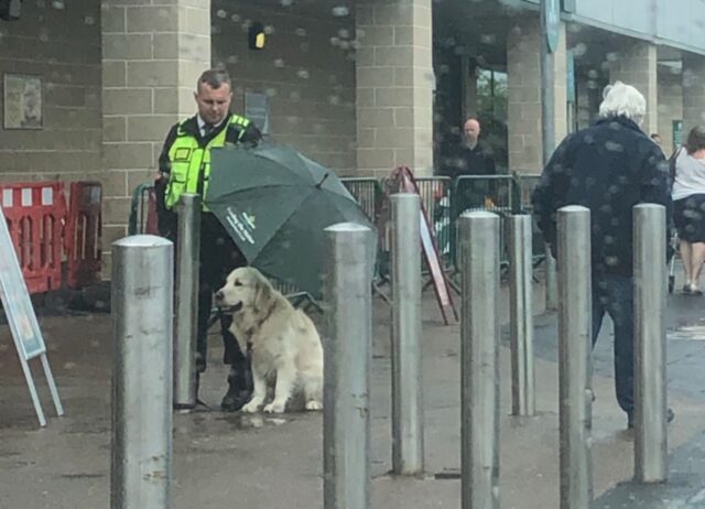 Il cagnolino aspettava il padrone fuori dal supermercato e il vigilante ha pensato di aiutarlo