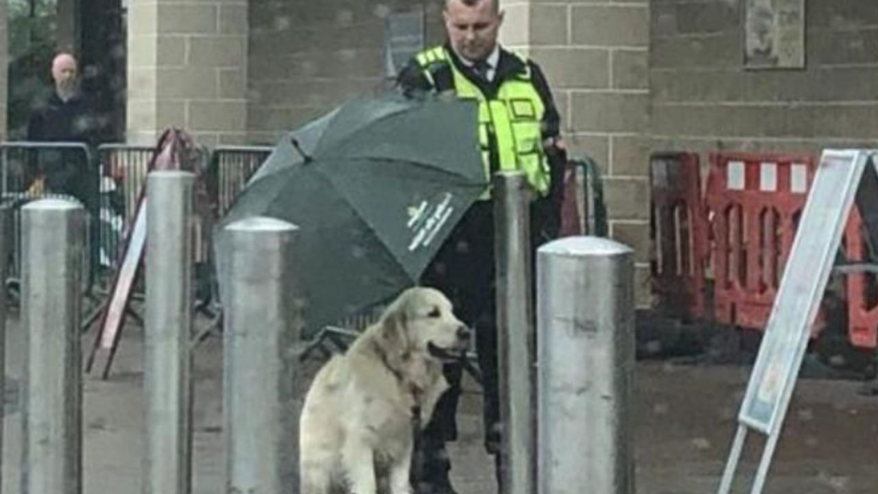 Un cane viene aiutato