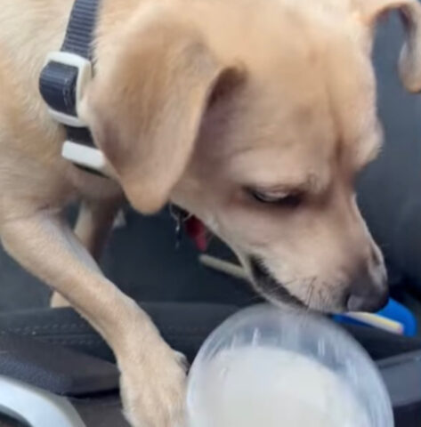 Il cagnolino furbo ha imparato come aprire i bicchieri da asporto