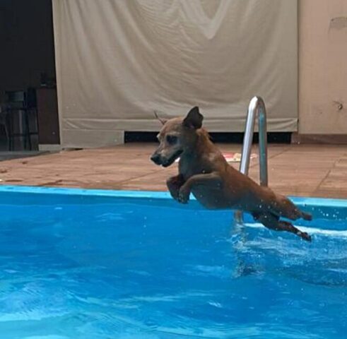 Il cane che ama nuotare non riesce a smettere di fare i tuffi in piscina