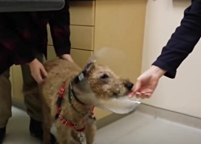 Il cane cieco viene operato agli occhi e finalmente vede per la prima volta la sua amata famiglia