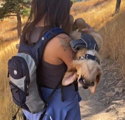 Il cane finge di essere ferito per farsi prendere in braccio dalla sua umana