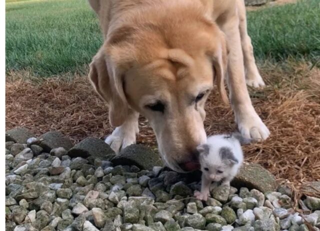 Il cane ha adottato una gattina senza più genitori e l’ha aiutata in tutte le fasi della sua vita