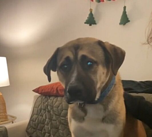 Il cane incontra un gatto per la prima volta e il suo comportamento è tutto da ridere