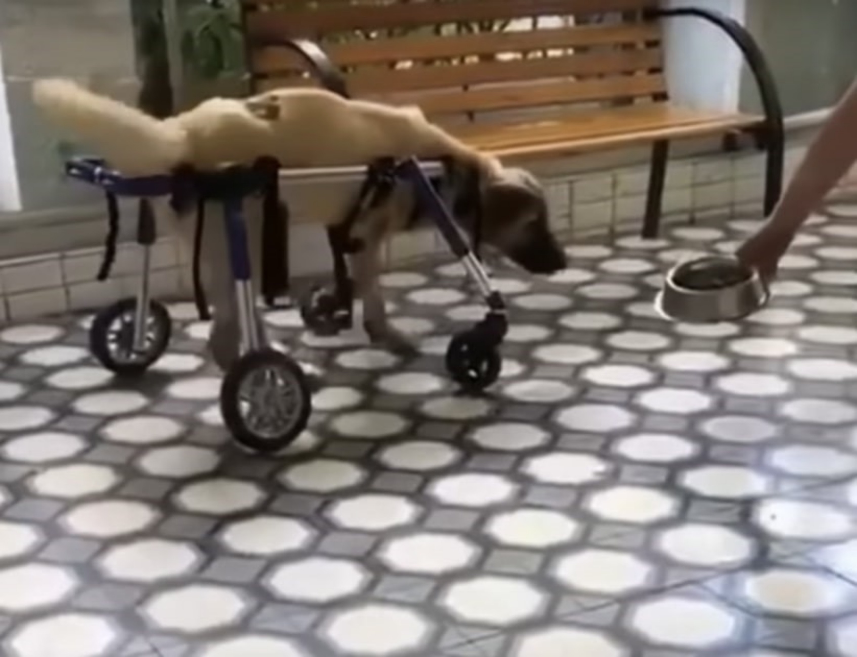 cane con sedia a rotelle
