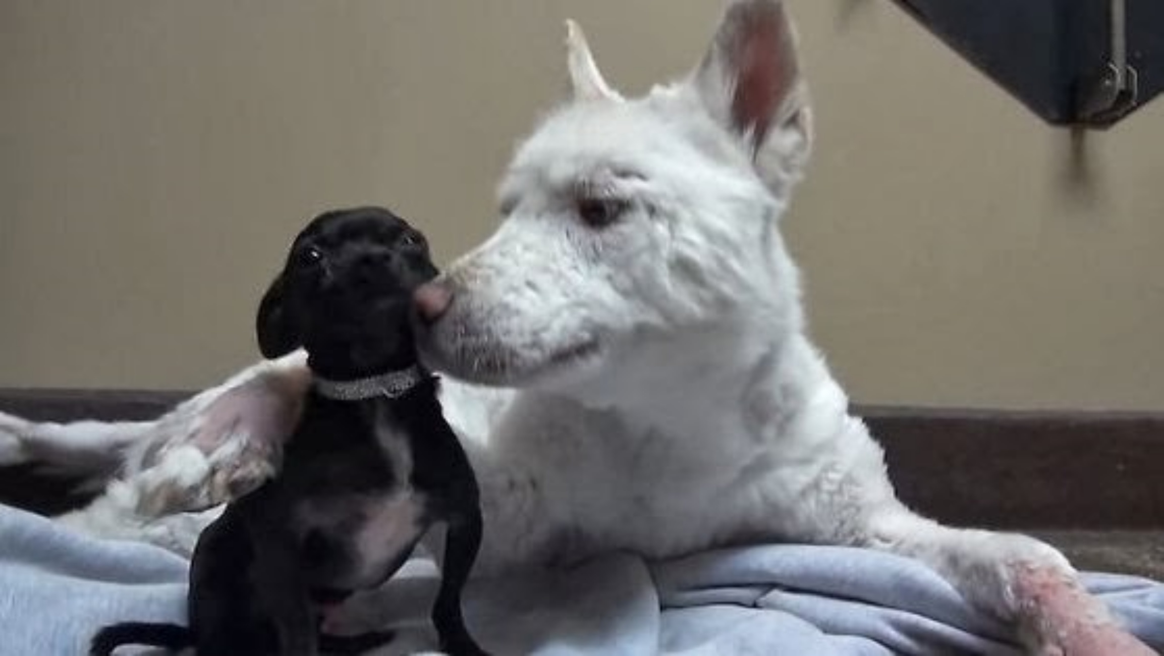 cane e cagnolino