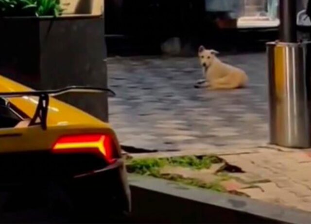 Il cane randagio si mostra davvero impressionato dalla bellezza (e dal clacson) dell’auto sportiva