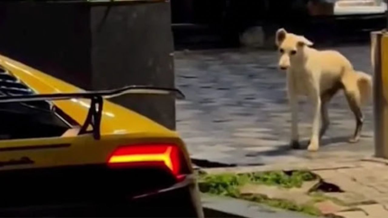 un cane che ama le auto