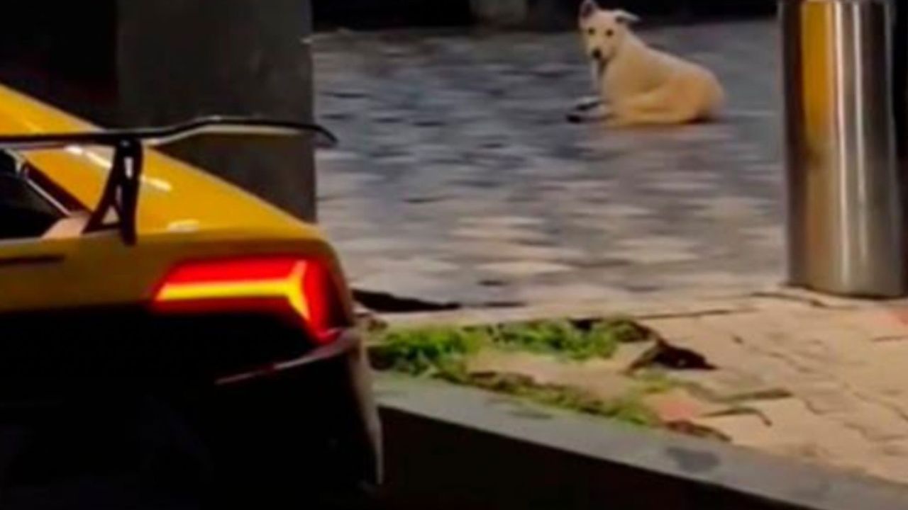 cane randagio ammira un auto 