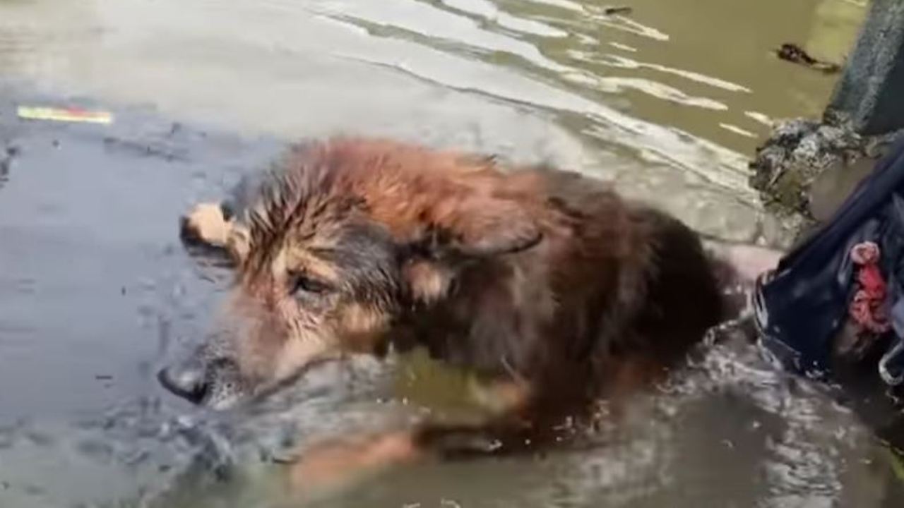 Cane in acqua