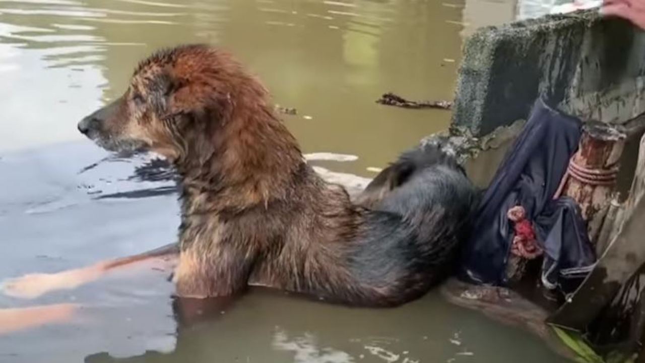 Cane non riesce a uscire dall'acqua