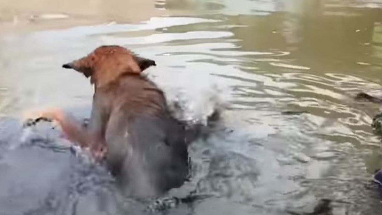 Cane cerca di uscire dall'acqua