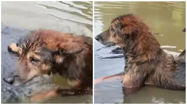 Il cane randagio stava galleggiando in un canale, ormai allo stremo delle sue forze