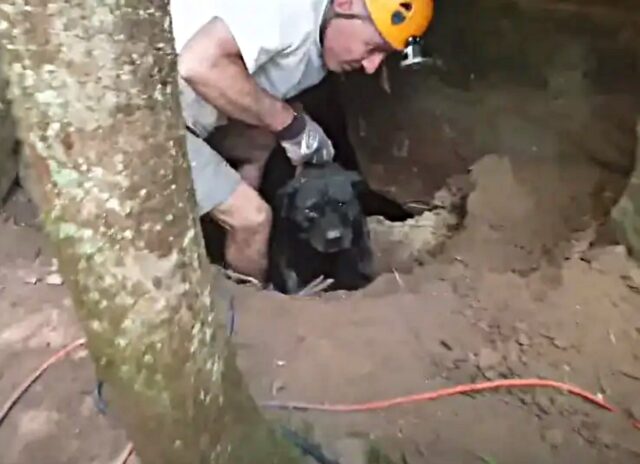Il cane salvato da una grotta rifiuta l’acqua: voleva, prima di tutto, un dolce abbraccio rassicurante
