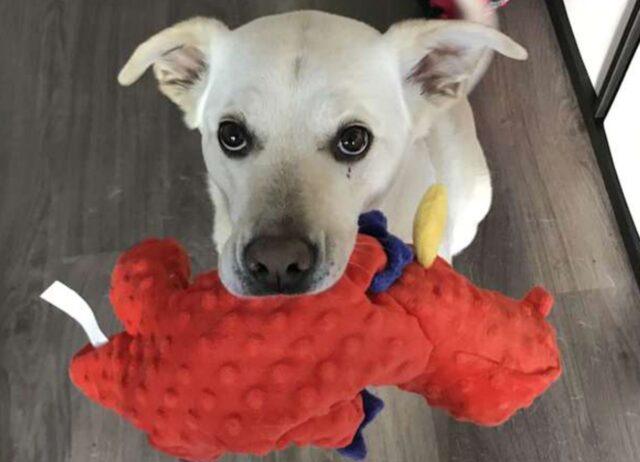 Il cane super amichevole e ospitale porta i sui giocattoli a ogni ospite che entra in casa