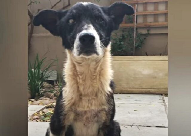 Il cane viene abbandonato al rifugio perché è diventato “troppo vecchio”